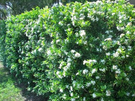 orange jasmine murraya paniculata Murraya Hedge, Murraya Paniculata, Mock Orange, Evergreen Plants, Herb Pots, Tree Seeds, Ornamental Trees, Growing Indoors, Plant Species