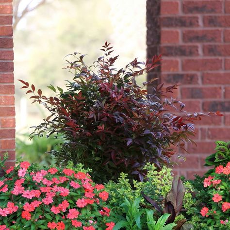 This Gulf Stream Nandina will grace your yard with striking color year-round! Shades of orange and bronze will emerge each spring, maturing into a blend of green, gold and red leaves through the summer. Another transformation awaits come fall, when the foliage deepens into a fiery red that lasts through winter. The compact shrub thrives in a mix of sun and shade and will look great in your front yard, backyard or edging the side of your house. Nandina Plant, Hardiness Zones, Gulf Stream, Border Plants, Bamboo Plants, Fall Plants, Green Foliage, Drought Tolerant, Hedges