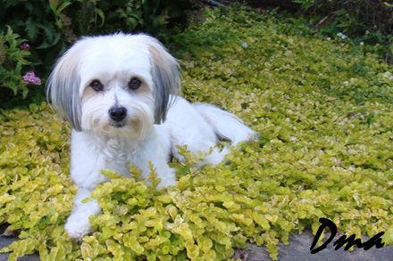 RALPHIE on Goldii Yard Work Ideas, Backyard Cover, Shade Ground Cover, Fence Ideas Backyard, Dog Run Ideas, Farmhouse Flip, Pet Safe Plants, Low Growing Ground Cover, Dog Safe Plants