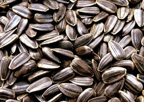 Black Oil Sunflower, Black Oil Sunflower Seeds, Sunflower Images, Salvia Hispanica, Chia Pet, Fitness Motivational, Wild Harvest, Nuts And Seeds, Wild Bird Food