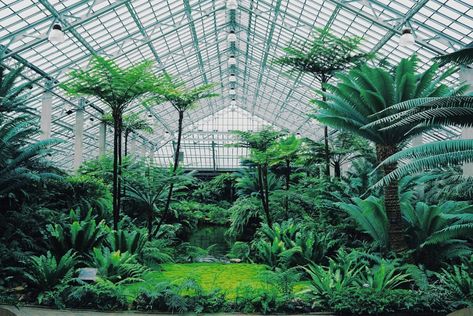 What Is A Conservatory, Garfield Park Conservatory, Tropical Greenhouses, Conservatory Greenhouse, English Garden Design, Small Greenhouse, Greenhouse Gardening, Exotic Plants, Tropical Garden