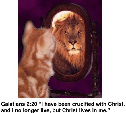 Image Chat, A Lion, E Card, A Mirror, Look In The Mirror, Look At You, Big Cats, Happy Friday, Dream Big