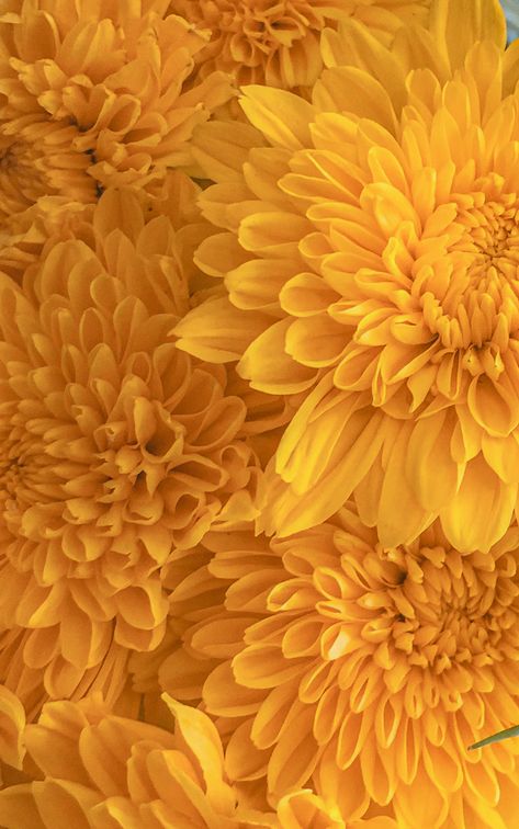 Chrysanthemum Photography, Chrysanthemum Aesthetic, Alexandra Levasseur, Chrysanthemum Flower Arrangement, Season Palette, Yellow Collage, Twt Layout, Yellow Chrysanthemum, White Chrysanthemum