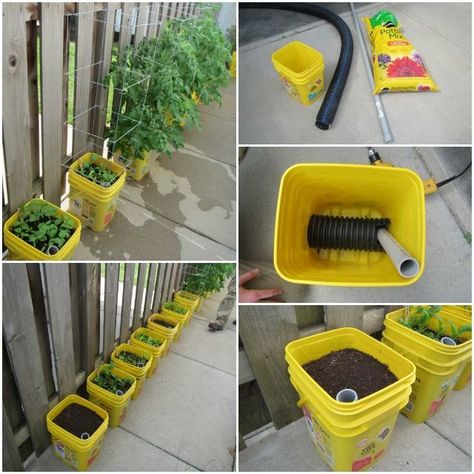 Diy Self Watering Planter, Garden Diy Decoration Ideas, Gemüseanbau In Kübeln, Growing Organic Tomatoes, Diy Container Gardening, Self Watering Containers, Garden Container, Growing Tomatoes In Containers, Bucket Gardening