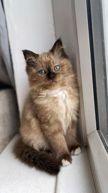 Cute Cats Brown, Rag Doll Cat Ragdoll Kittens, Mink Ragdoll Cat, Brown Ragdoll Kitten, Ragdoll Cats And Kittens, Brown Ragdoll Cat, Ragdoll Cat Aesthetic, Cats Ragdoll, Kitten Breeds