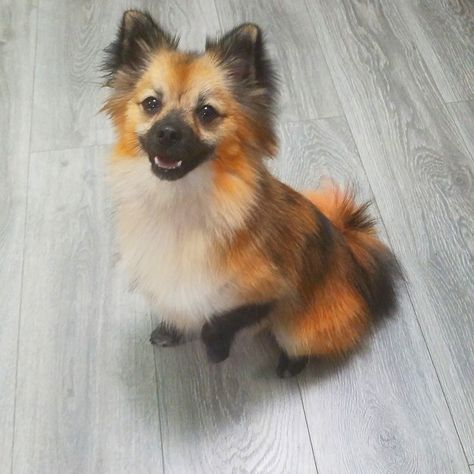 Pomeranian colored with Opaws dog color to look like a fox Fox Pomeranian, Pomeranian Colors, Dog Dye, Dog Love, Fox, Pom Pom, Cute Animals, Puppies, Dogs