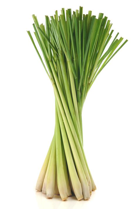 Lemongrass Oil | dōTERRA Essential Oils Lemongrass Oil Benefits, Essential Oils For Fever, Doterra Lemongrass, Apothecary Garden, Essential Oils For Pets, Herbs Benefits, Easy Gardening Ideas, Reduce High Blood Pressure, Essential Oil Remedies