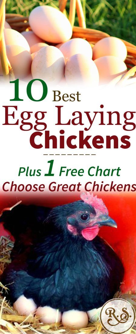 Best Laying Chickens, Laying Chickens Breeds, Best Egg Laying Chickens, Chicken Incubator, Laying Chickens, Egg Laying Chickens, Laying Hens, Raising Backyard Chickens, Keeping Chickens