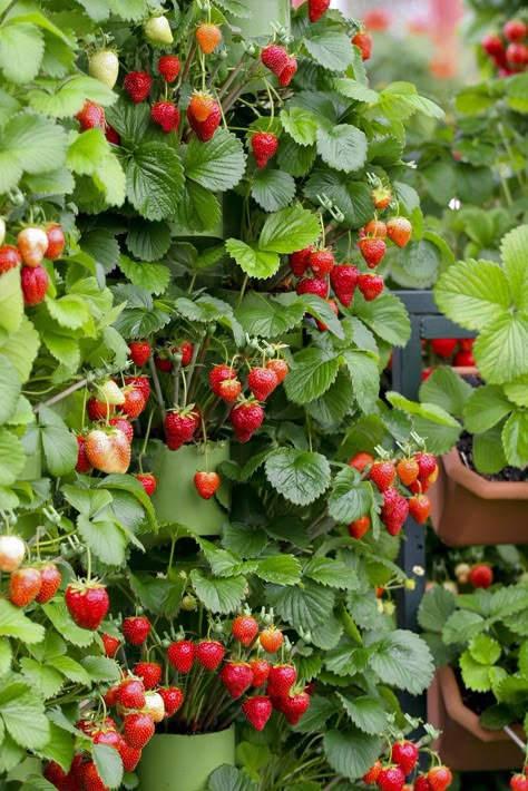 Plant-Enough Growing Strawberries In Containers, Strawberry Bush, Tomatoes In Containers, Strawberries In Containers, Growing Blackberries, Tomato Farming, Vegetable Pictures, Growing Tomatoes In Containers, Strawberry Garden