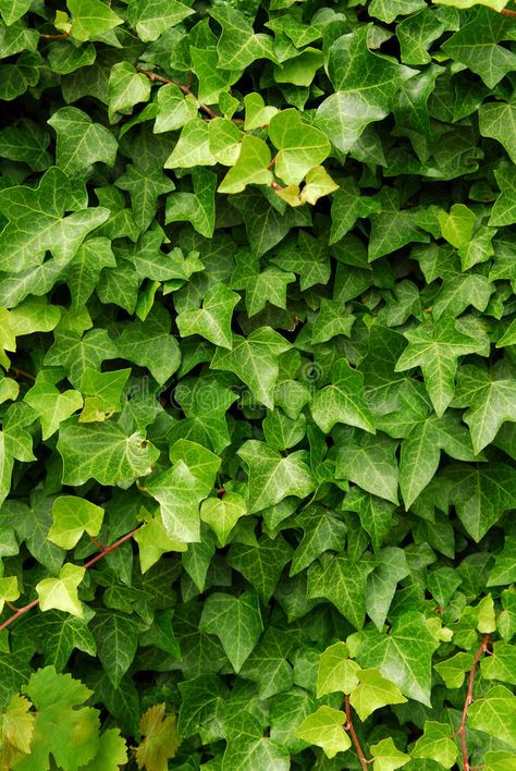 Green ivy background. Abstract background of lush green ivy leaves , #sponsored, #background, #ivy, #Green, #Abstract, #leaves #ad Evergreen Climbing Plants, Common Ivy, Hedera Helix, Ivy Leaves, Animal Wall Decals, Green Ivy, Invasive Plants, Tree Nursery, Easy Care Plants