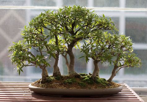 Bonsai Forest Ideas, Bonsai Kit, Wabi Kusa, Jade Bonsai, Bonsai Forest, Succulent Bowls, Beautiful Bonsai, Indoor Bonsai Tree, Bald Cypress