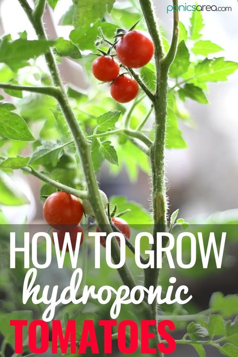 Grow Hydroponic Tomatoes Hydroponic Tomatoes, Hydroponic Gardening Diy, Hydroponic Strawberries, Indoor Hydroponic Gardening, Hydro Gardening, Hydroponic Gardening System, Hydroponic Vegetables, Hydroponic Grow Systems, Indoor Hydroponics