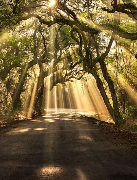 Botany Bay Road, Edisto Island | South Carolina...mystical light through the Live oaks. Magical! Nature Computer Background, Grass Shrubs, Nature Road, Edisto Island, Botany Bay, Sun Tattoos, Multiple Exposure, Wallpaper Tumblr, Oak Trees