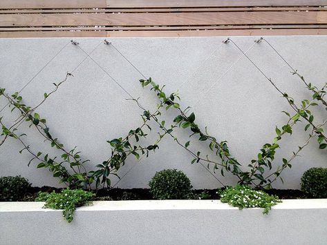 Jasmine Espalier Star Jasmine Trellis, Hedge Garden Design, Hedge Garden, Nursery Landscape, Classic Landscape, Chicken Ranch, Topiary Plants, Green Facade, Chinese Star