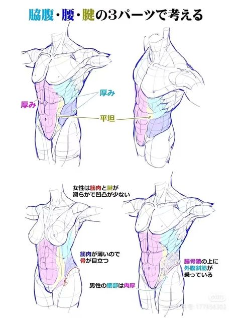 Serratus Anterior, Anatomy Bones, Female Anatomy Reference, Drawing Body Poses, Human Anatomy Drawing, Human Figure Drawing, Human Anatomy Art, Anatomy Sketches, Anatomy Poses