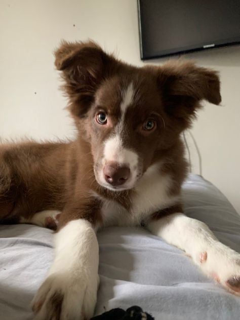 Brown Border Collie Aesthetic, Brown Dog Aesthetic, Brown Australian Shepherd, Brown Border Collie, Brown Puppies, Aussie Puppies, Collie Puppies, Border Collie Puppies, Black And White Dog