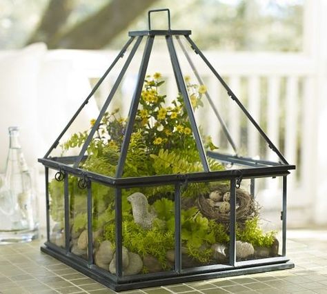 Tabletop Greenhouse - eclectic - indoor pots and planters - Pottery Barn Tiny Greenhouse Ideas, Sunroom Conversion, Tabletop Greenhouse, Explorer Theme, Wardian Case, Cheap Greenhouse, Promotional Ideas, Tiny Gardens, Magic Beans