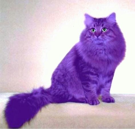 Kitty Cheshire Aesthetic, Cheshire Aesthetic, Kitty Cheshire, Purple Pages, Purple World, Purple Animals, Purple Stuff, Everything Purple, Purple Things