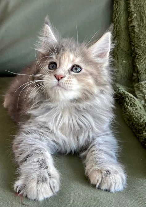 Maine Coone Cat, Maine Coone Kitten, Main Coone Cat, Maine Coone, Gray Maine Coone Cat, Pretty Mainecoon Cat, Silver Mainecoon Cat, Grey And White Mainecoon Cat, Mainecoon Cat Cream