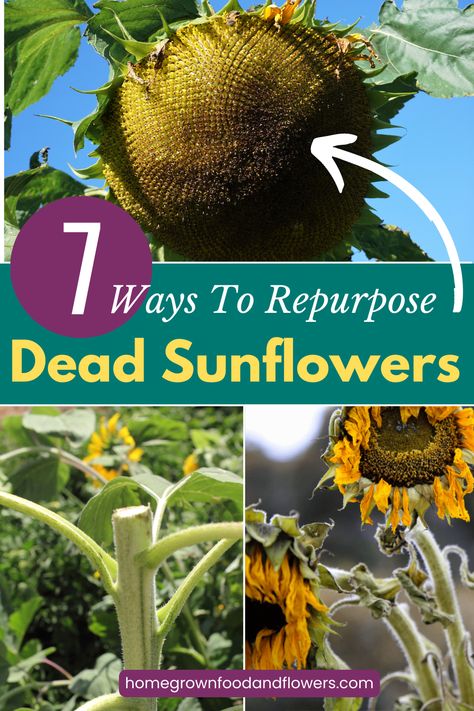 How To Shell Sunflower Seeds, Sunflower Bird Feeder, What To Do With Sunflower Stalks, Cooking Sunflower Head, Harvesting Sunflower Seeds For Planting, Sunflower Stalk Flour, How To Dry Sunflowers For Seeds, How To Save Sunflower Seeds For Planting, What To Do With Sunflowers