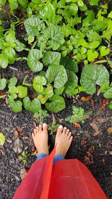 rain monsoon season green greenery Monsoon Pictures, Desi Aesthetics, Aesthetic Roses, Cloth Design, Photography Poses, Desi, Roses, Photography, Quick Saves