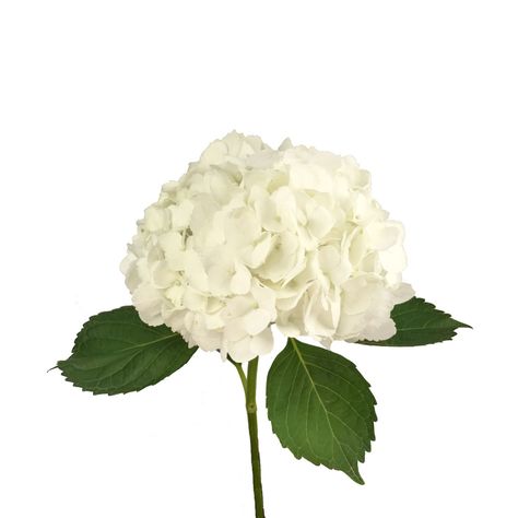 hydrangea - Google Search White Hydrangea Bouquet, Hydrangea White, Seeds Growing, Flower Identification, Hydrangea Care, Most Popular Flowers, Popular Flowers, Planting Hydrangeas, Hydrangea Flowers