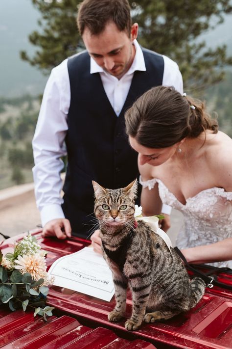 Did you know that your cat (or dog, or other pet) can sign your marriage license with their paw print in Colorado? Annie and Braden brought their sweet kitty Acorn as their only witness to their elopement in Rocky Mountain National Park! Cat At Wedding, Cat Marriage, Cat Wedding Pictures, Cats In Weddings, Wedding Pets Cat, Pets In Weddings Cats, Rocky Mountain National Park Wedding, Cat Wedding, Marriage License