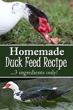 Diy Kiddie Pool, Duck Brooder, Duck Waterer, First Aid Kit Diy, Duck Feeder, Duck House Plans, Duck Care, Duck Food, Duck Feed