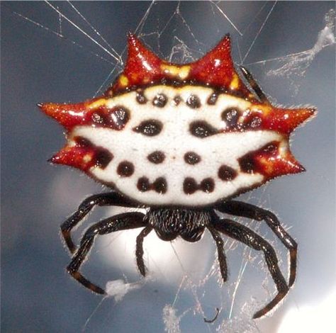 Although we call them "crab spiders" in Hawaii, this is actually the spinybacked orbweaver....and it can be a real nuisance this time of year, string hundreds of webs from the eves... Spider Fact, Arachnids Spiders, Crab Spider, Spider Species, Foto Macro, Large Spiders, Jumping Spider, Beautiful Bugs, Creepy Crawlies