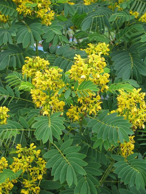 Alabama Native Plants, Ayuhasca Plant, Alabama Beauty Camellia, Senna Leaf, Native Landscaping, Namaqualand Flowers South Africa, Soaking Wet, Asclepias Tuberosa, Peat Moss