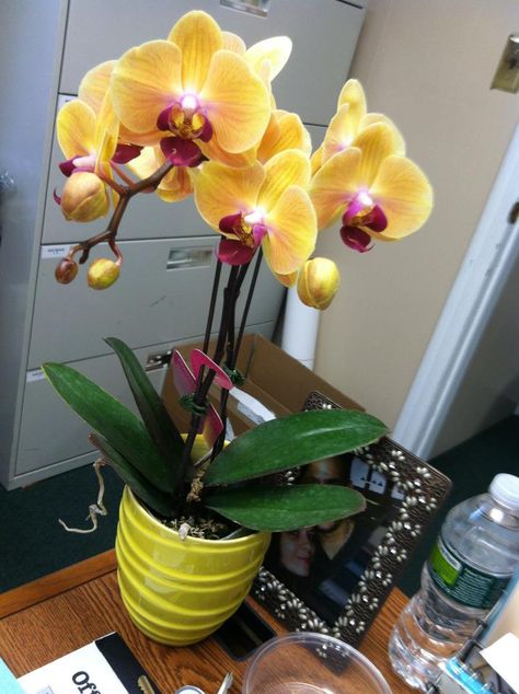 our yellow phaelonopsis orchids for our centerpieces! Phaelonopsis Orchid, Centerpieces Orchids, Orchid Ideas, Alter Ideas, Orchid Wedding, Clever Crafts, Mexico Wedding, Flower Shop, Grapefruit