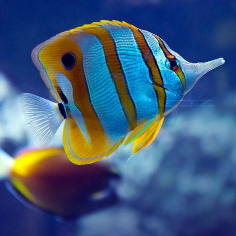 Copper banded butterfly #TropicalFishSaltwater Beautiful Fish Ocean Life, Copperband Butterflyfish, Dream Aquarium, Striped Fish, Saltwater Aquarium Fish, Saltwater Fish Tanks, Pretty Fish, Fauna Marina, Butterfly Fish