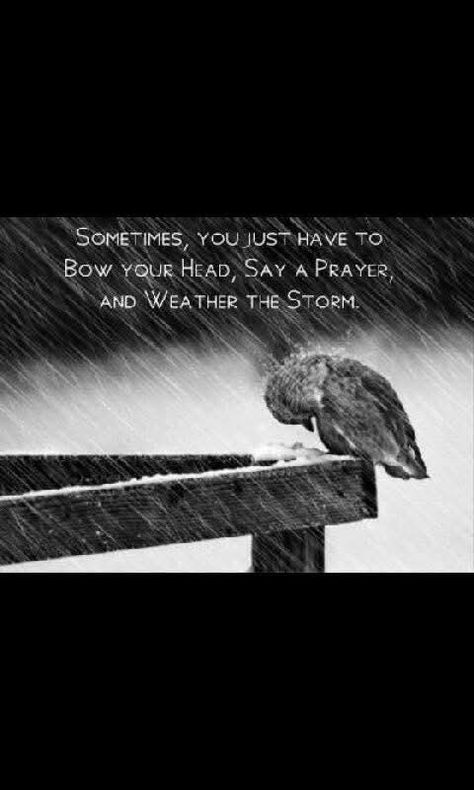 Weather The Storm Quotes, Outdoor Christmas Photos, Storm Quotes, Picture Quote, Say A Prayer, Inspirational Quotes Pictures, Power Of Prayer, Rumi, In The Rain