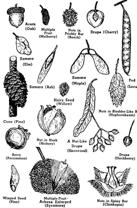 This is a good visual for the part of the unit on identifying types of seeds. The students' will be able to see that not all seeds look the same. They will see the significant differences in shape and size. Identifying Trees, Tree Unit, Types Of Leaves, Forest Kindergarten, Leaf Identification, Plant Classification, Nature Journals, Practical Garden, Tree Structure