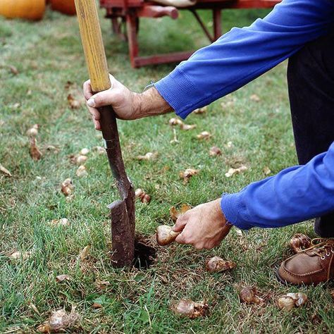 Naturalizing Bulbs Snow Crocus, When To Plant Bulbs, Siberian Squill, Planting Bulbs In Spring, Bulb Planting, Garden Shovel, Summer Bulbs, Planting Tulips, Attract Hummingbirds