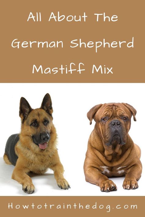 German Shepherd Mastiff Mix Spanish Mastiff, Mastiff Mix, English Mastiff, Health Issues, German Shepherd, Dog Breeds, Need To Know, Health, Dogs