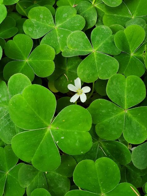 Cute White Flowers, Plan Bee, Oregon Grape, Mock Orange, Ireland Vacation, Dry Well, Summer 3, Growing Seeds, All Plants