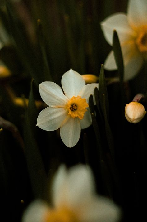 Narcissus Flower Wallpaper, Pretty Flowers Photography, Cherry Blossom Wallpaper, Narcissus Flower, Floral Wallpaper Iphone, Daffodil Flower, Photo Art Frame, Simple Phone Wallpapers, Nothing But Flowers