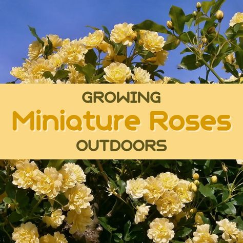 Miniature Rose Bush, Mini Roses Outdoors, Miniature Roses Outdoors, Knockout Roses Care, Mini Rose Bush, Rose Bush Care, Propagating Roses, Rose Plant Care, Miniature Roses