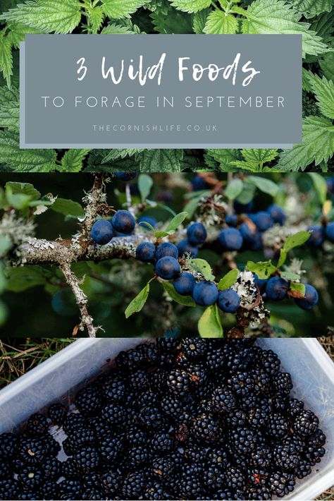 3 Wild Foods to Forage in September in the UK (hedgerow foraging for blackberries, sloes and nettles, plus recipes) Foraging Recipes Uk, Foraged Meals, Foraging Uk, Micro Homesteading, Autumn Foraging, Cornwall Lifestyle, Wild Recipes, Medicinal Wild Plants, Food Foraging