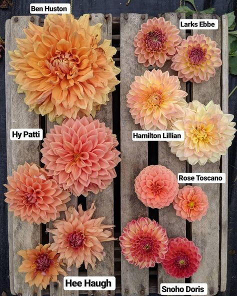 Kate Stoner on Instagram: “Complementary colors for fall 😍 . . . . #dahlia #dahlias #coldwaterflowers #pagrown #paflowers #seasonalflowers #seasonallygrown…” Dahlia Decor, Fall Dahlias, Flower Maze, Dahlia Flower Garden, Dahlia Varieties, Dahlia Garden, Dahlias Wedding, Lillian Rose, Flower Varieties