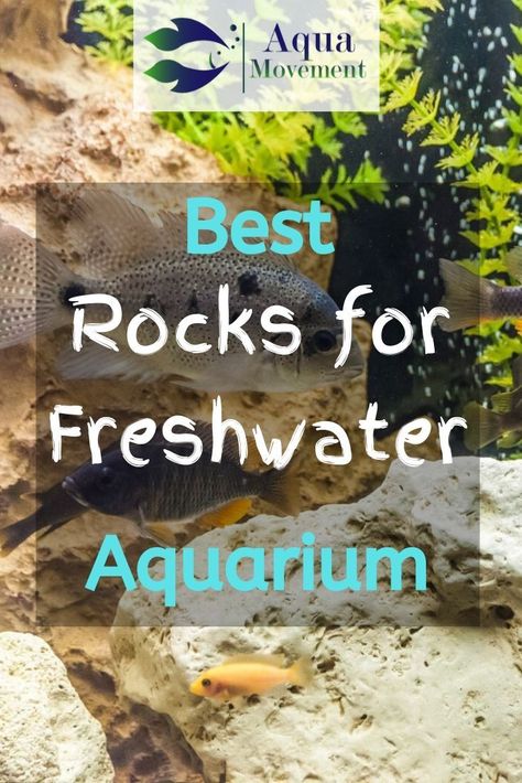 Diy Aquarium Decor, Best Aquarium Filter, Biotope Aquarium, Aquarium Rocks, Tropical Fish Tanks, Fresh Water Fish Tank, Diy Aquarium, Freshwater Aquarium Fish, Aquascape Aquarium