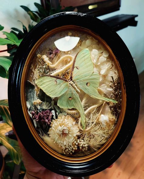 Probably stayed up way too late working on this one yesterday 🥱 Luna moth, articulated snake skeleton, lots of dried flowers, and a velvet backdrop in a vintage bubble frame. 💚 💚 💚 💚 💚 #vintageframes #vintagestyle #lunamoth #mothart #insectpinning #insectart #entomologyart #cottagecore #vultureculture #darkacademia #moodydecor #framedbutterfly #framedinsects #driedflowerart Moth Preservation, How To Display Dried Flowers, Diaphonized Specimens, Moth Decor, Giant Moth, Velvet Backdrop, Butterfly Ideas, Dried Flower Art, Snake Skeleton