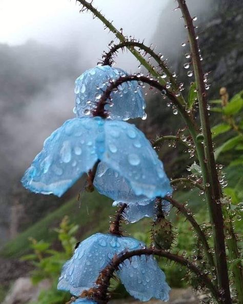 Blue Poppies, Skeleton Flower, Valley Of Flowers, Glass Frog, Natural Ecosystem, Blue Poppy, Morning Flowers, Big Flowers, Himalayan