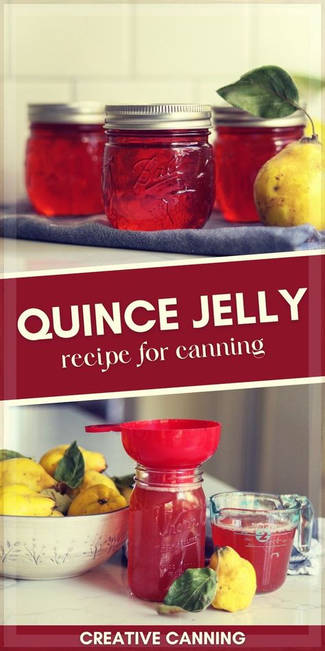 Quince Jelly Recipe Without Pectin: Jelly Recipes for Canning - Quince jelly is an easy way to use quince, and it preserves this fragrant fruit right on your pantry shelf. If you're looking for quince recipes, you simply must try this homemade jelly! This preserving food recipe is a snap! Jelly Recipes For Canning, Canning Jelly Recipes, Forest Recipes, Canning Fruit Recipes, Canning Jelly, Recipes For Canning, Root Vegetable Gratin, Quince Recipes, Quince Jelly