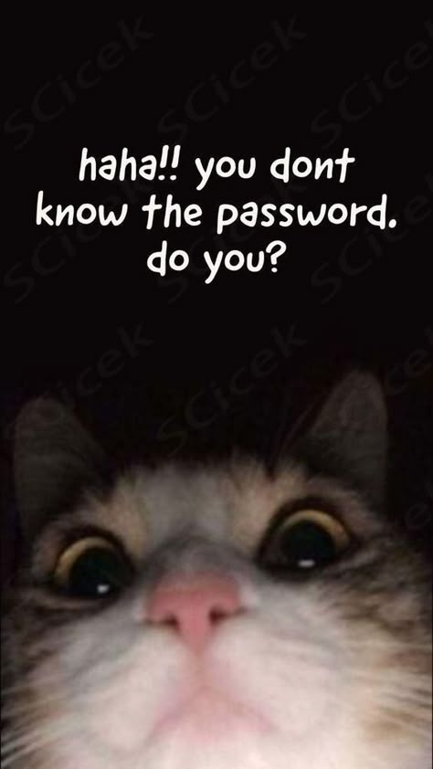 You Don’t Know My Passcode Wallpaper, Meme Cat Wallpaper Phone, Warrior Cats Wallpaper Iphone, Aesthetic Cats Wallpaper, Nice Wallpaper Iphone, Leave Me Alone Wallpers Phone, Phone Call Wallpaper, Cat Wallpaper Lockscreen, Cat Meme Wallpaper