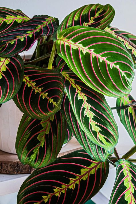 Maranta Leuconeura Plant Care Guide Calathea Maranta Leuconeura, Calathea Maranta, Plant Mirror, Maranta Plant, Prayer Plant Care, Plant Interior, Wishlist Plants, Plant Care Guide, Prayer Plant