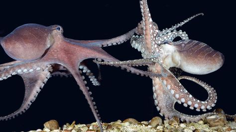 A pair of larger Pacific striped octopus, or LPSOs, separate after mating. The elusive animals, which some feared were extinct, are unusually social for octopuses -- sharing dens and mating beak-to-beak, scientists report. Credit: Roy L. Caldwell Octopus Facts, Cool Sea Creatures, Octopus Squid, Monterey Bay Aquarium, Octopus Art, Monterey Bay, Animal Facts, Couple Wallpaper, Outdoor Art