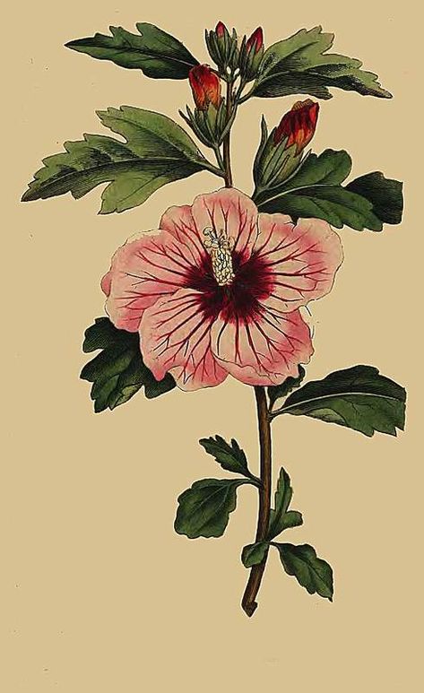 83. Hibiscus Syriacus. Syrian Hibiscus Duplex Exterior, Hibiscus Syriacus, Plant Study, China Rose, Textile Prints Design, Illustration Botanique, Beautiful Collage, Rose Of Sharon, Vintage Botanical Prints