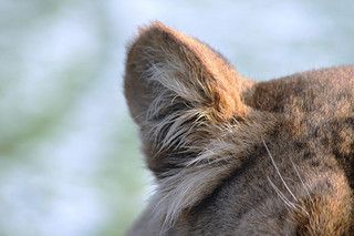 https://www.flickr.com/photos/jenny-c/5309153791/ Lion Anatomy, Lion Ears, How To Draw Ears, Ear Art, Animal Costumes, Mermaid Aesthetic, Pretty Animals, Animal Ears, Lion Head